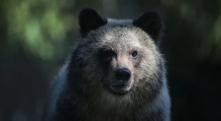 Mujer que fue atacada por oso pardo murió en realidad por un disparo