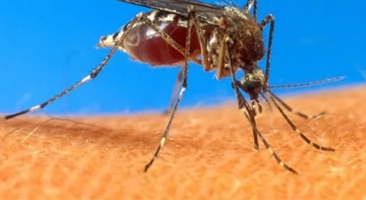 Médico alerta nuevo virus conocido como ''zika'' transmitido por el mismo mosquito que causa la chikungunya