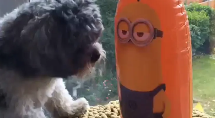 Viral: Cachorro contra minion inflable... ¿quién gana?