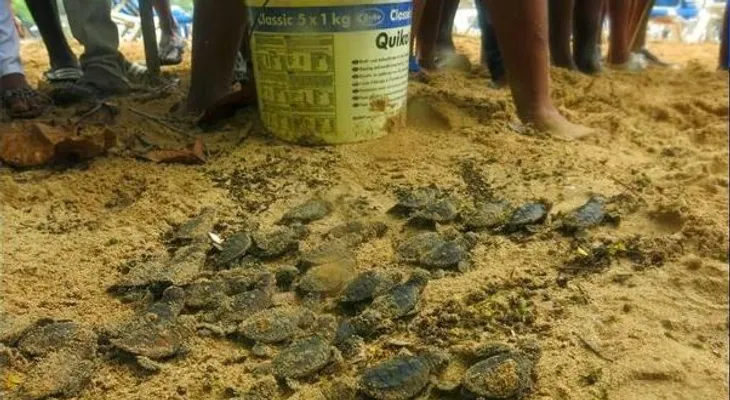 Nacen 145 tortugas Carey en playa de Sosúa