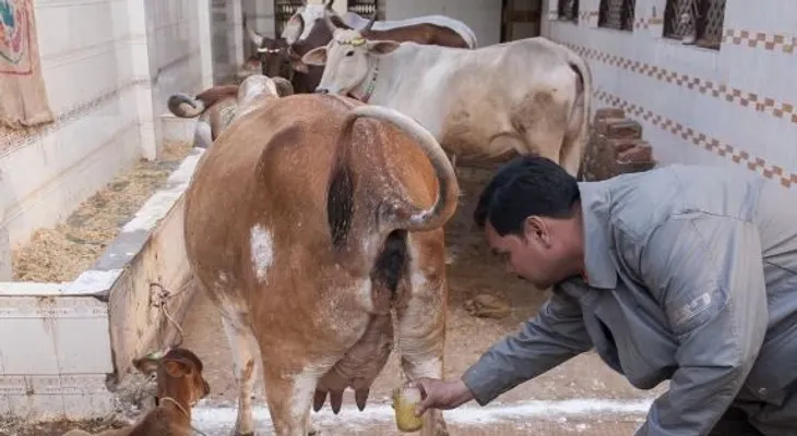 El consumo de orina de vaca virgen podría curar enfermedades