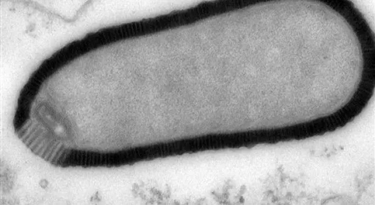 Científicos reviven virus gigante de 30.000 años de antigüedad 