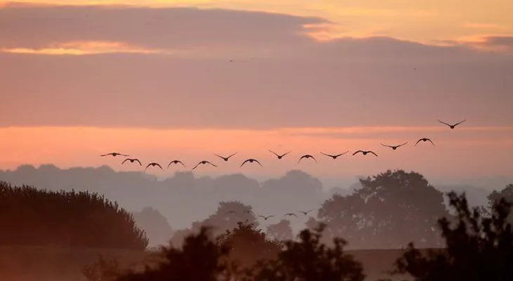 Increíbles imágenes del vuelo de miles de aves en formación