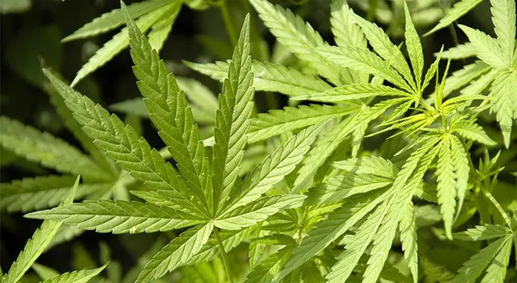 Condenan a 8 años de prisión a un indonesio por cultivar marihuana para su esposa enferma de cáncer