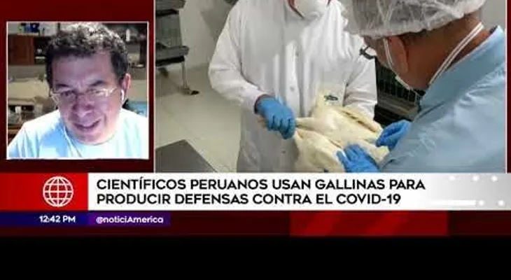 Científicos ponen a prueba un posible tratamiento de gallinas para combatir el coronavirus 