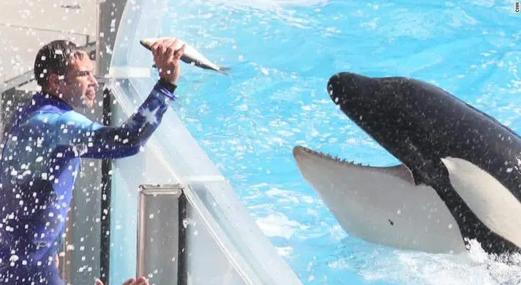 SeaWorld dice que espió a activistas y críticos de sus espectáculos