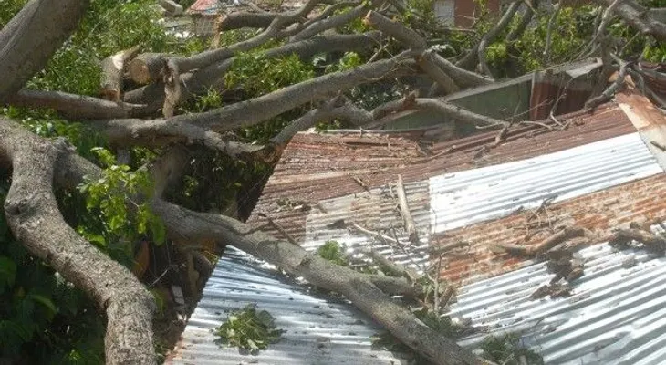 Anciano muere al caerle encima árbol que cortaba