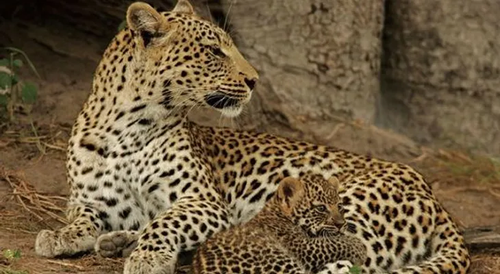 Un leopardo con corazón...Video