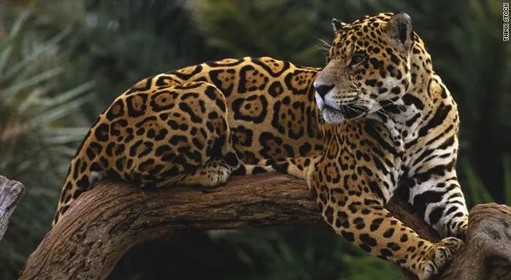 Ejército de Brasil mata a un jaguar por proteger a un soldado
