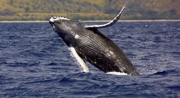 Medio Ambiente dice luchará contra cacería de ballenas jorobadas