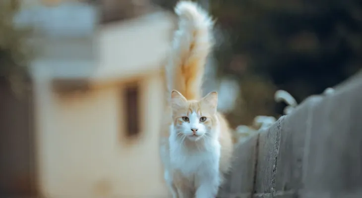 ¿Qué significa cuando un gato se acerca con la cola levantada?