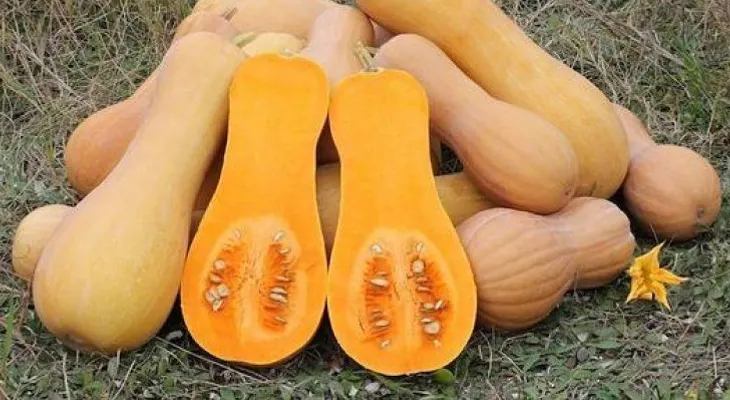 Calabaza, uno de los alimentos más nutritivos y saludables