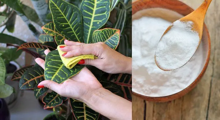 17 usos del bicarbonato de sodio para un jardín sano