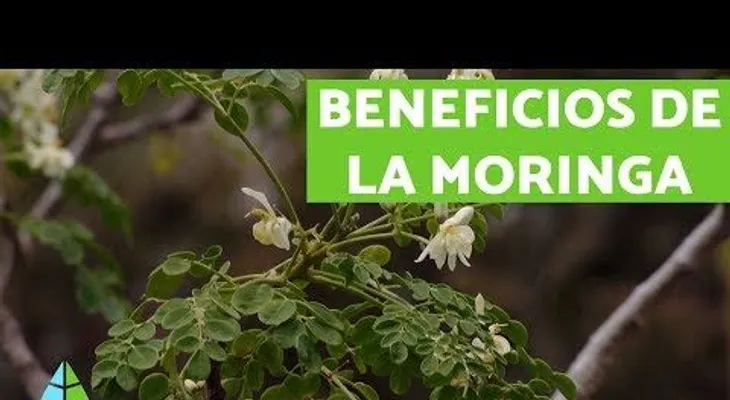 Beneficios de la moringa que no imaginas