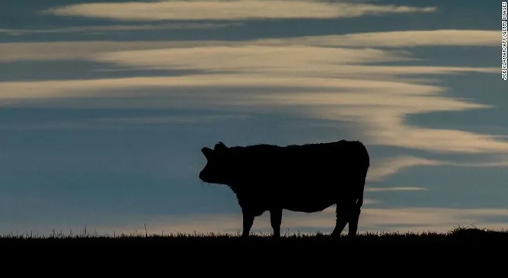 Científicos argentinos logran eliminar gen que produce la enfermedad de la vaca loca, según estudio