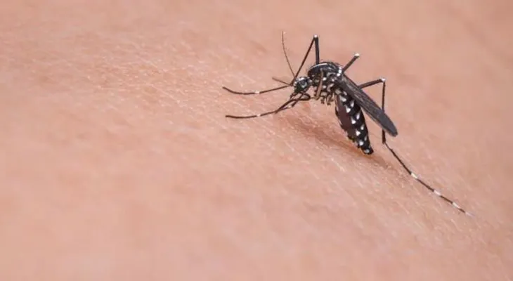 Riesgo de contraer zika en Juegos Paralímpicos es bajo pero no cero, según OMS