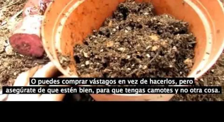 Ella puso una patata o camote dulce en la tierra, y luego de tres meses logró algo delicioso (VIDEO)
