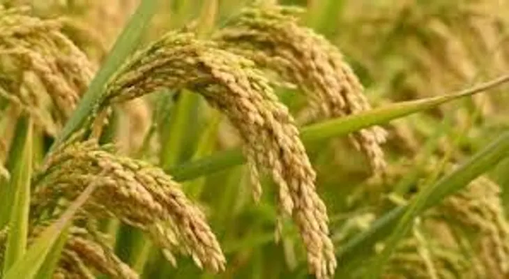 Tres proteínas de arroz transgénico pueden frenar el sida, descubren investigadores españoles