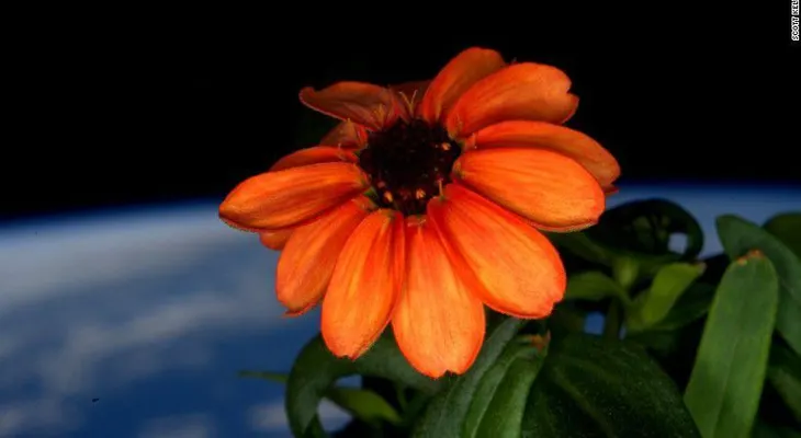¿Es esta la primera flor cultivada en el espacio?