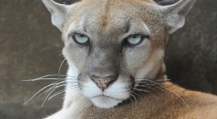 Una mujer salva a su hijo del ataque de un puma