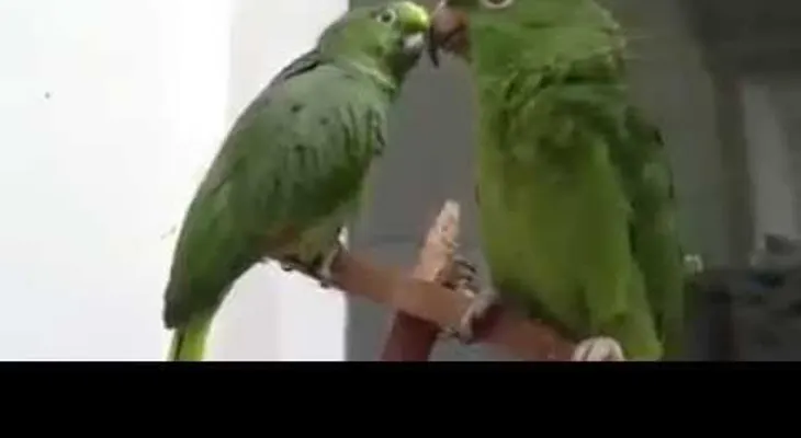 Loros impresionan interpretando ¨Alabaré a mi Señor¨