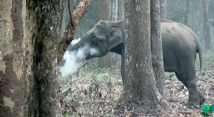 Un elefante que echa humo por la boca y tiene "perplejos" a los científicos