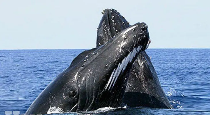 El número de ballenas jorobadas en Australia es el más alto en décadas
