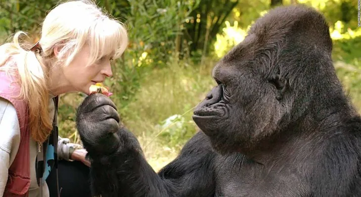 Muere Koko, la gorila que aprendió a dominar la lengua de señas