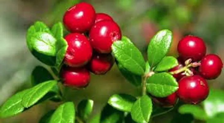 Un enjuague bucal con cranberry puede reducir bacterias en la saliva
