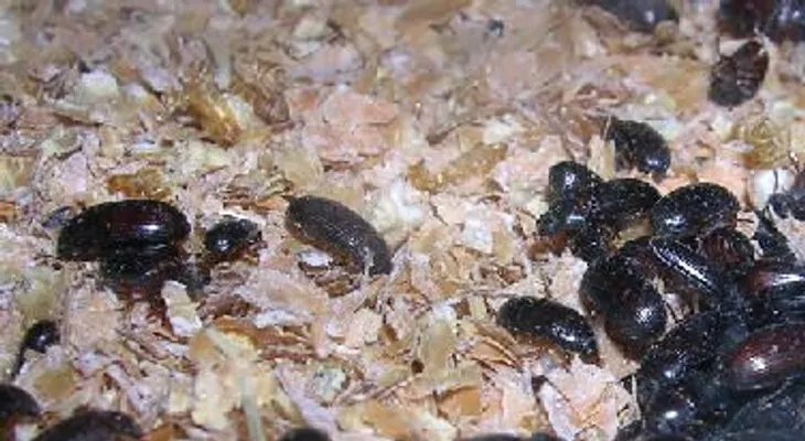 Gorgojos de maní contra la diabetes y el cáncer 