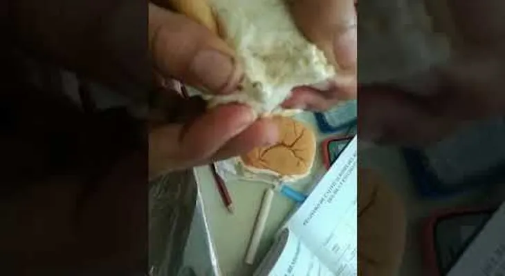 Autoridades investigan caso de gusanos en pan del desayuno escolar