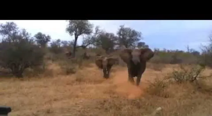 Video: Elefante enfurecido vuelca un carro con turistas