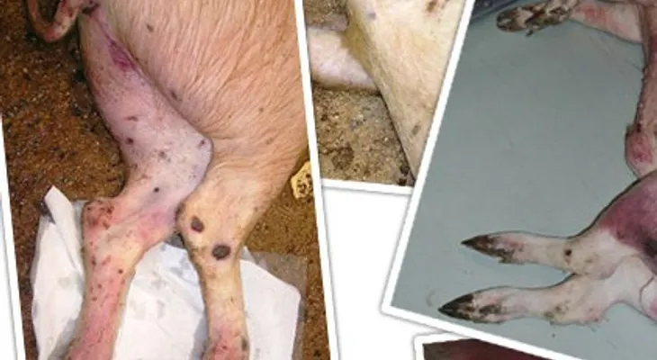ANPA alerta sobre creciente amenaza peste porcina africana en República Dominicana