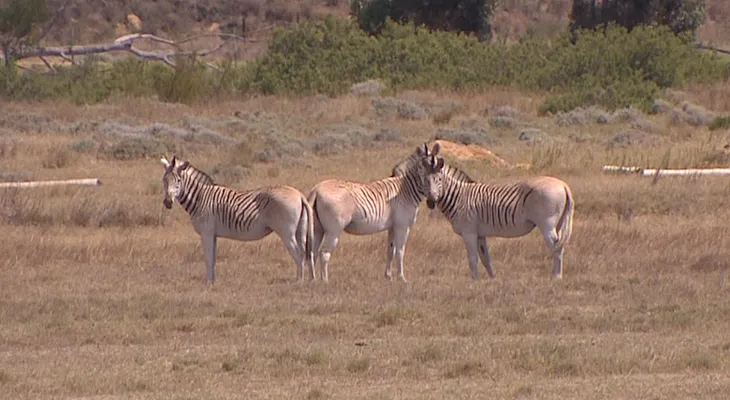 El quagga estuvo extinto durante 100 años. Ahora la ciencia lo trajo vuelta