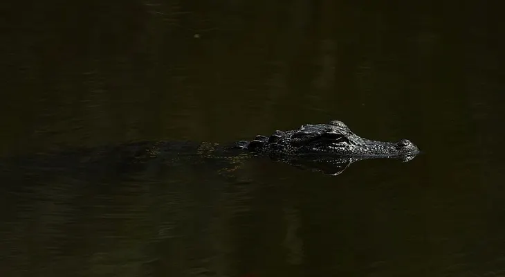 Un caiman arrastra a un bebé de dos años hacia un lago en hotel de Disney