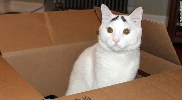 Esto es lo que realmente tu gato está tratando de decir