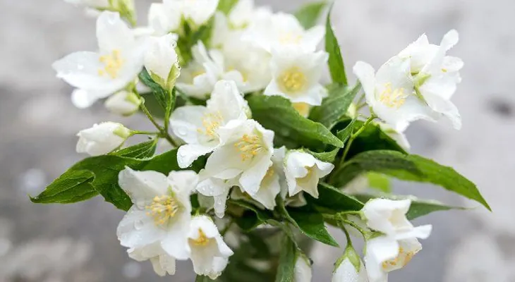 12 plantas para habitación para ayudar a dormir