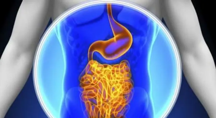 Las bacterias intestinales existen antes que el ser humano, según estudio