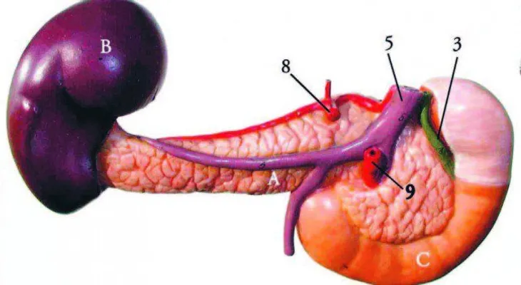 Una universidad lusa crea un páncreas bioartificial para tratar la diabetes