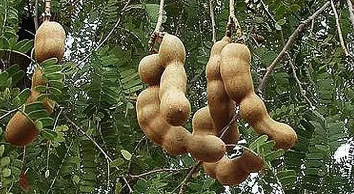 Con esta poderosa planta, podrás regenerar tu Hígado en menos de 1 mes