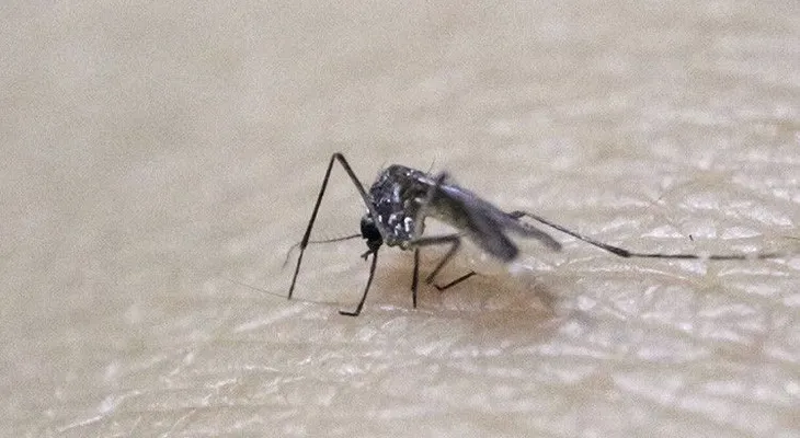 Virus del Zika: ¿Es un mosquito modificado genéticamente el causante de la epidemia?