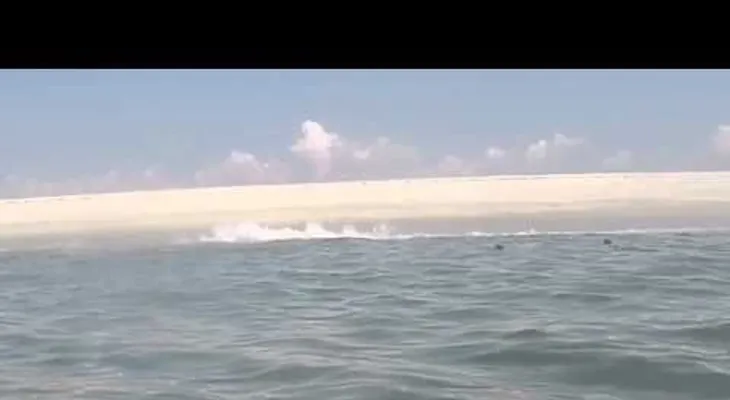 Espectacular Video de una foca que escapa de las fauces de un tiburón blanco 
