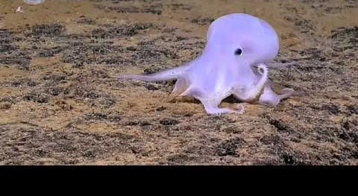 Esta belleza recién descubierta nos recuerda a Gasparín (VIDEO)