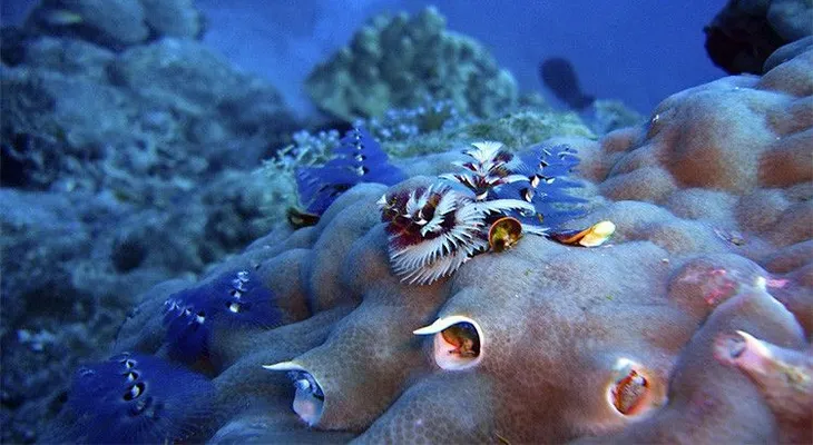 Descubren cuáles fueron los primeros animales sobre la faz de la tierra
