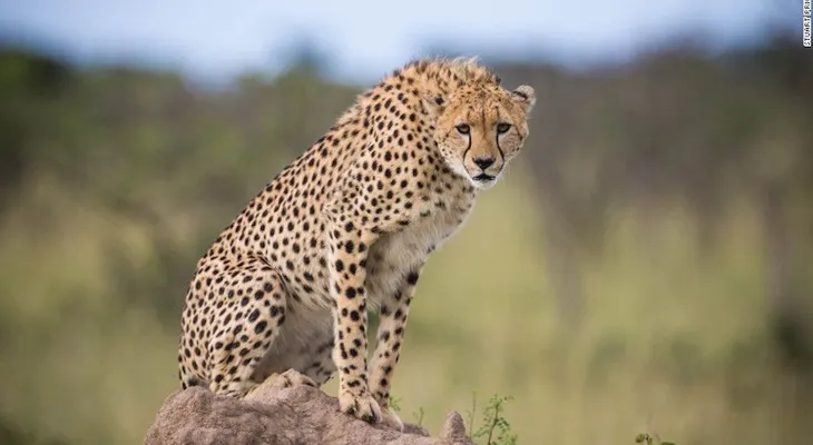 En vivo: grandes felinos de Kenya con Periscope