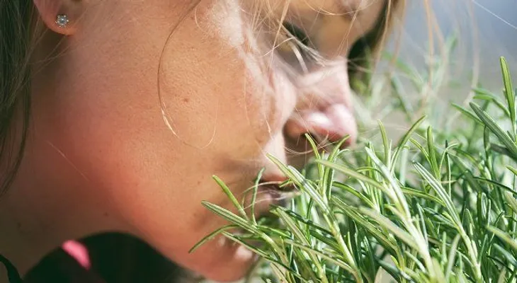 El romero para el bienestar del cuerpo y la mente: beneficios para la salud