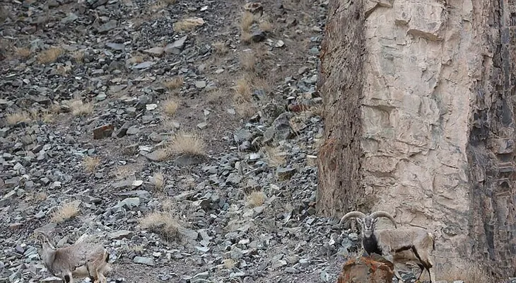 El espectacular camuflaje de un leopardo preparado para atacar a unas cabras en la India
