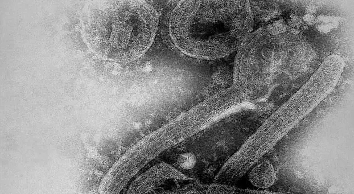 Marburgo, ¿el virus 'gemelo' del ébola?