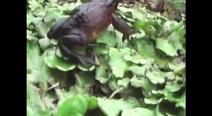 Una especie extinta revive gracias a un niño ecuatoriano (VIDEO)