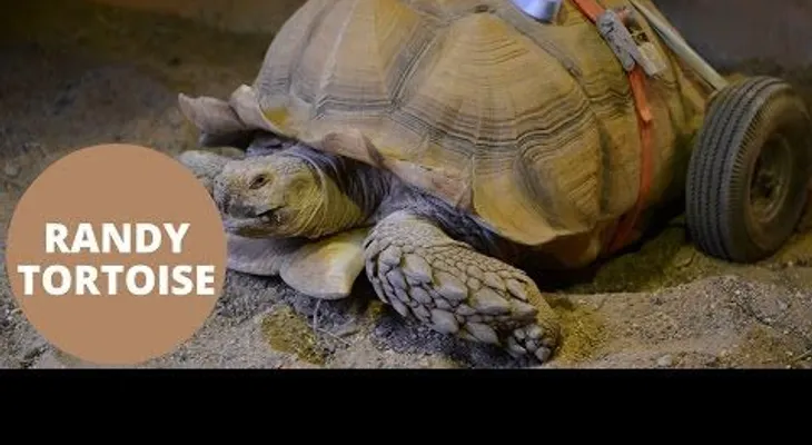 Tortuga queda discapacitada por tener dos meses de desenfreno sexual 